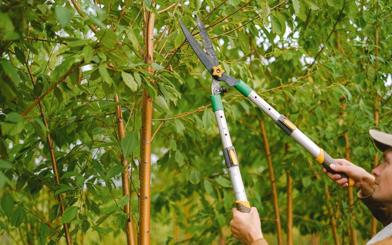 Tree trimming in Matlock, WA