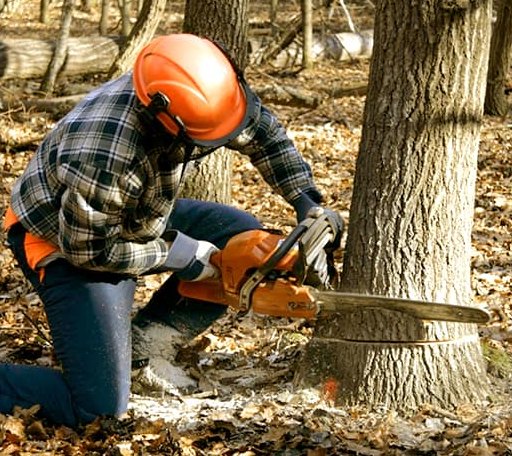 Tree Removal in Matlock, WA